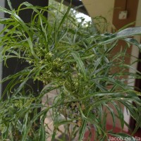 Euodia hortensis J.R.Forst. & G.Forst.